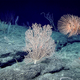 Image courtesy of the NOAA Office of Ocean Exploration and Research, 2017 Laulima O Ka Moana.